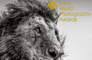 The World Photography Organisation: Celkoví víťazi 2021