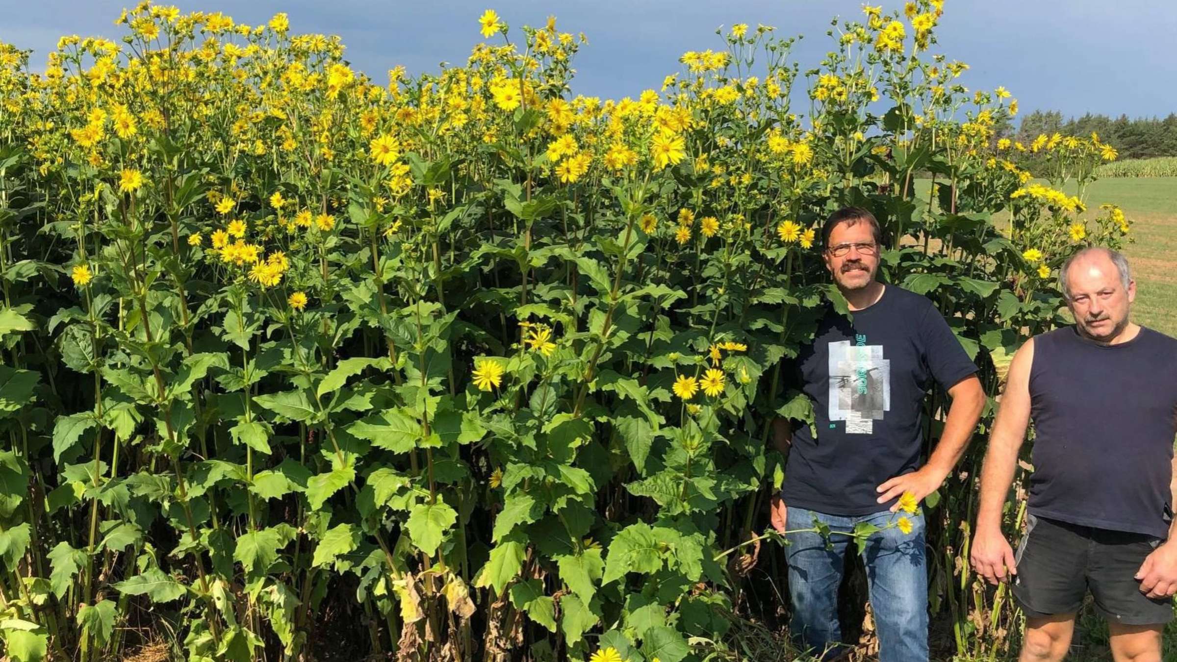 23681704 blueten der durchwachsenen silphie auf ihnen tummeln sich die bienen 2qjve0RiNOea